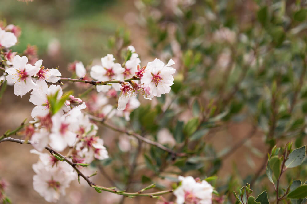 Fiori di mandorlo bianchi e rosa in piena fioritura.