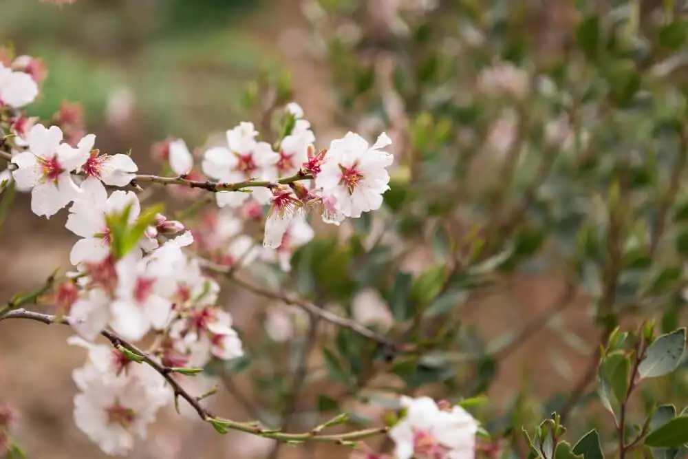 Fiori di mandorlo bianchi e rosa in piena fioritura.